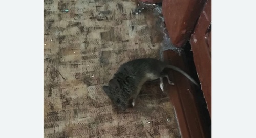 Дезинфекция от мышей в Зверево