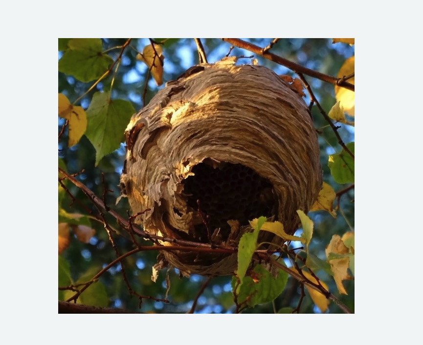 Обработка от шершней в Зверево