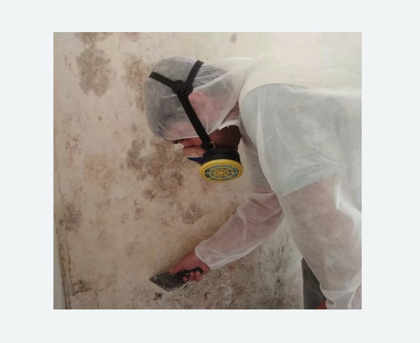 Обработка стен от плесени Обработка стен от плесени в Зверево