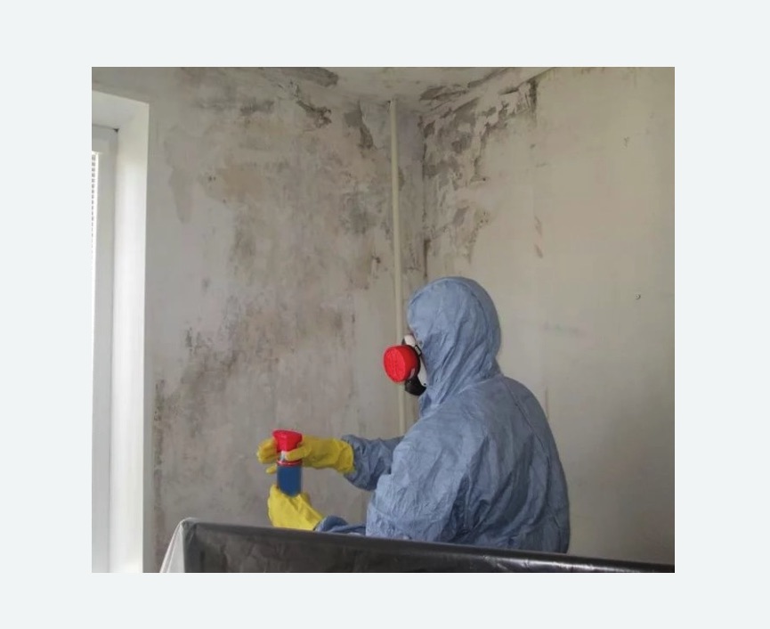 Удаление плесени в квартире Удаление плесени в квартире в Зверево