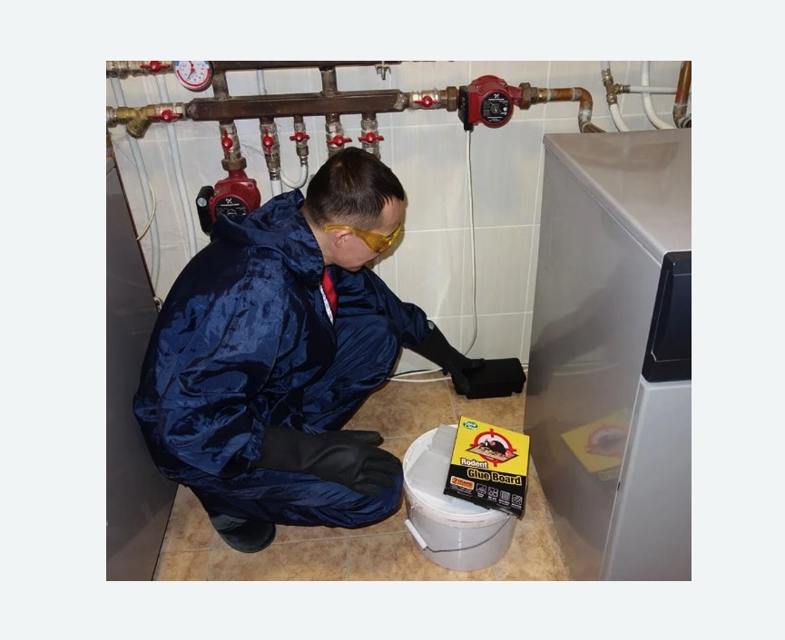 Уничтожение крыс в Зверево