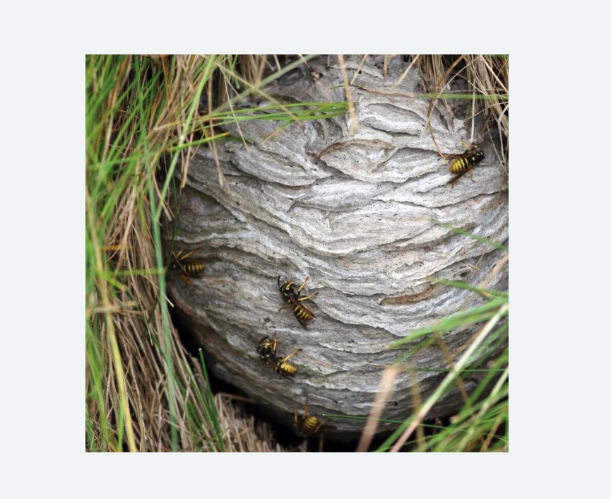 Уничтожение ос и ульев в Зверево